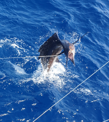 True Blue Sportfishing love to catch Grenada sailfish