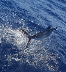 Mr Pawalowski' sailfish jumps close to the boat