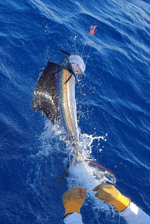 beautiful sailfish jumps close to the boat
