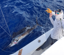 eric watches a sailfish he caught by the boat