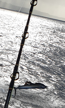 sailfish jumps against glittering sea with Grenada in the distance