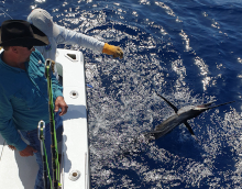George and Matt watch his sailfish by the boat