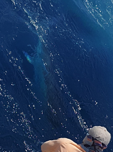 George wacthes a blue marlin beneath the water surface