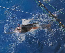 Jackson's sailfish by the boat