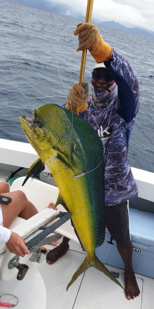 George holds up a dorado on the gaff