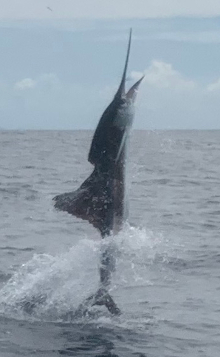 Alex' sailfish jumps vertically