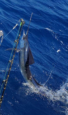 sailfish jumps close to the boat