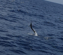 George's sailfish jumpiong