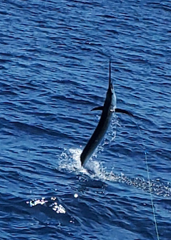 29 may sailfish