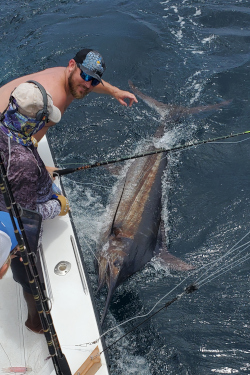 18 7 blue marlin