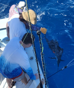 sailfish dec 3