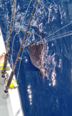 sailfish 20th dec 23