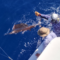 28 dec sailfish