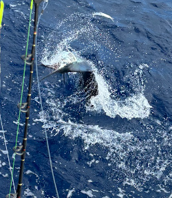 sailfish 8th jan 24