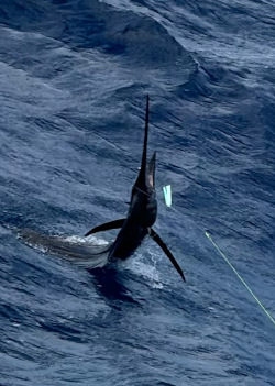 sailfish 19 jan 24