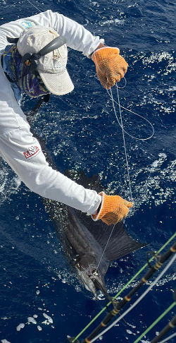 sailfish 21 jan 24