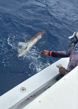 sailfish 23 jan 24