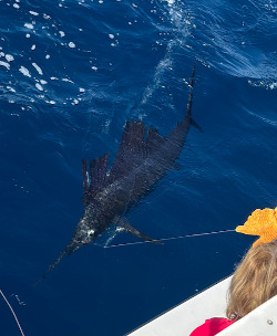 sailfish 30 jan 24