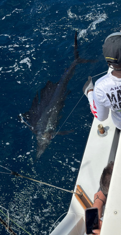 sailfish 7 feb 24