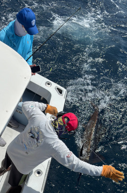 sailfish 15 feb 24