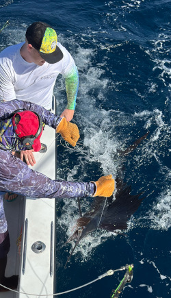 sailfish 16 feb 24