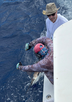 april 13 sailfish