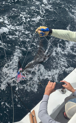 sailfish