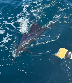 sailfish