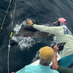 sailfish june 1