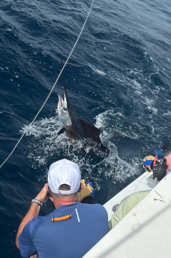 sailfish june 5