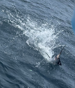 sailfish june 6