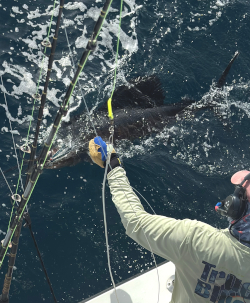 sailfish