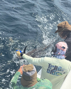 sailfish