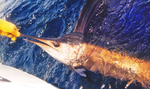 ashton sailfish