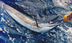 Colin Haywood's sailfish
