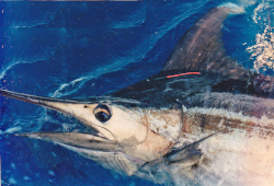 blue marlin tagged for release
