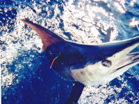 Badger's blue marlin relesed during SIBT tournament