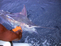 Beautiful blue marlin by the boat for Paul Taylor