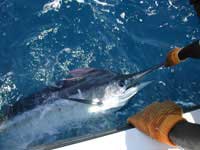 150lb Blue Marlin by the boat for Marc Forni