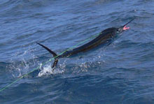 sailfish jumping but cant get away from True Blue Sportfishing Grenada