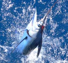 white marlin caught with true blue Sportfishing Grenada