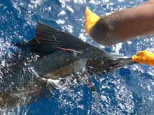 Adam's sailfish catch and release on Yes Aye