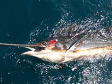 Paul's sailfish by the boat