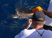 David's sailfish catch and release true Blue Sportfishing