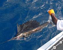 Pete's sailfish caught with true Blue Sportfishing