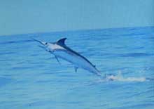 distant shot of blue marlin jumping