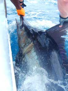 Jeremy caught this blue marlin with true blue Sportfishing