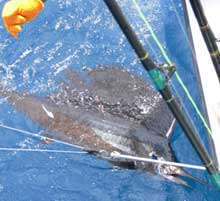 James sailfish catch and release on yes Aye