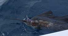 true Blue Sportfishing catch and release sailfish