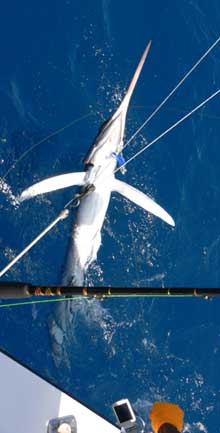 double header of white marlin onboard Yes Aye